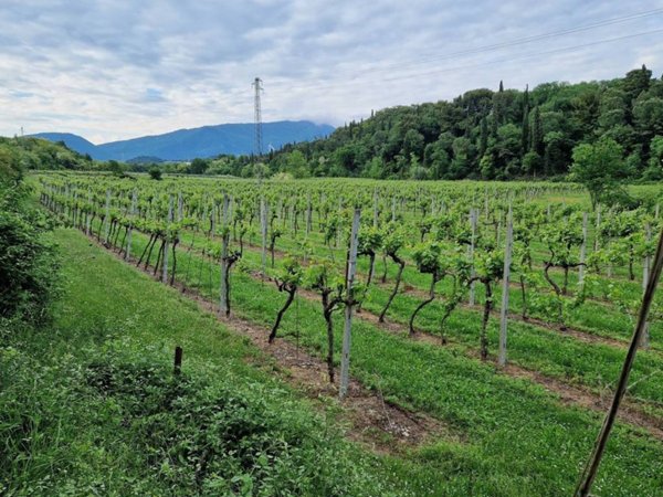 terreno agricolo in vendita a Cavaion Veronese