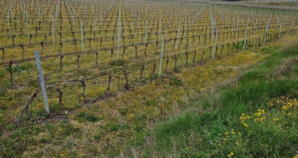terreno in vendita a Cavaion Veronese