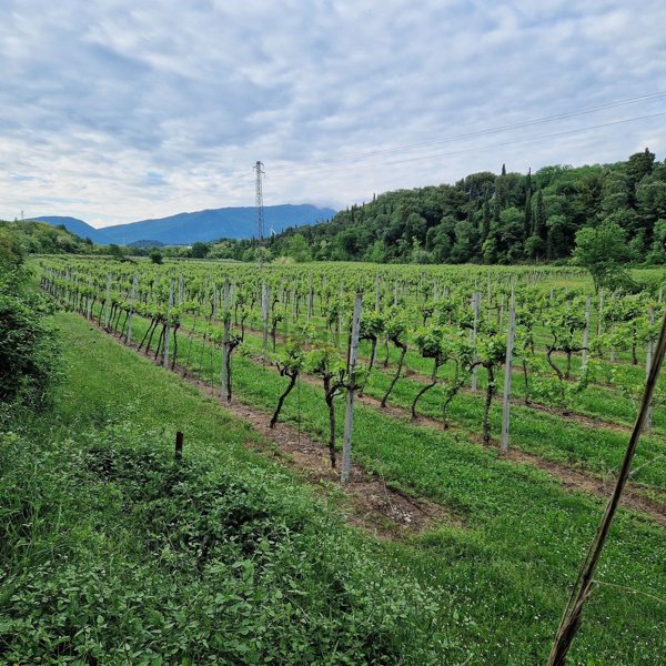 terreno agricolo in vendita a Cavaion Veronese