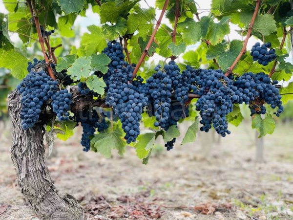 terreno agricolo in vendita a Cavaion Veronese