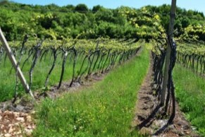 terreno edificabile in vendita a Cazzano di Tramigna in zona Campiano