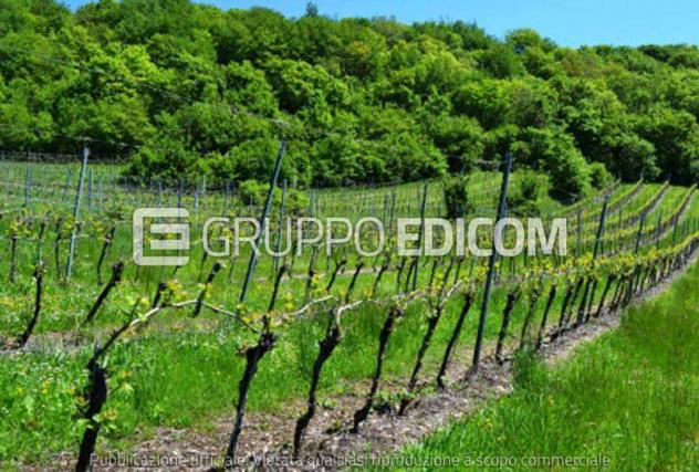 terreno agricolo in vendita a Cazzano di Tramigna in zona Campiano