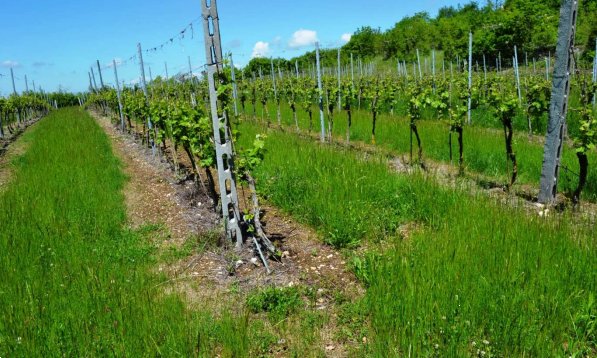 terreno agricolo in vendita a Cazzano di Tramigna in zona Campiano
