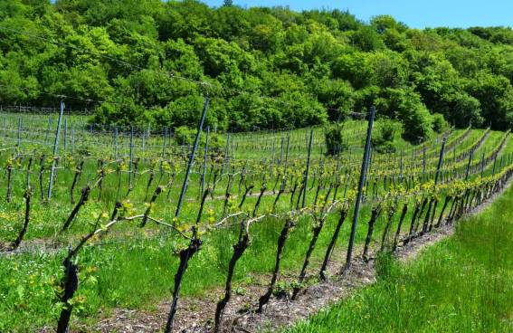 terreno agricolo in vendita a Cazzano di Tramigna in zona Campiano