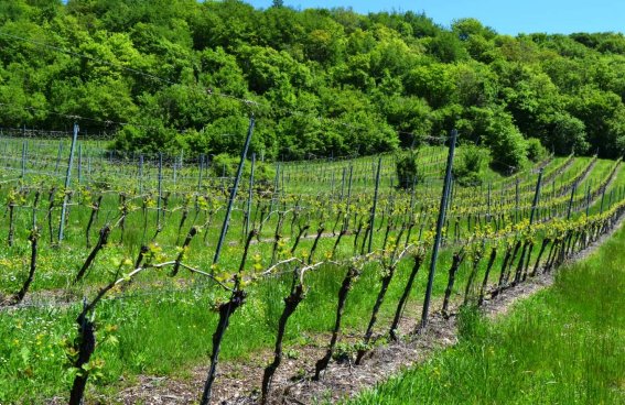 terreno agricolo in vendita a Cazzano di Tramigna in zona Campiano