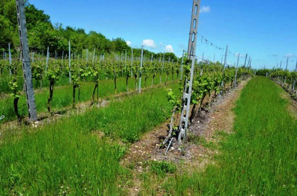 terreno agricolo in vendita a Cazzano di Tramigna