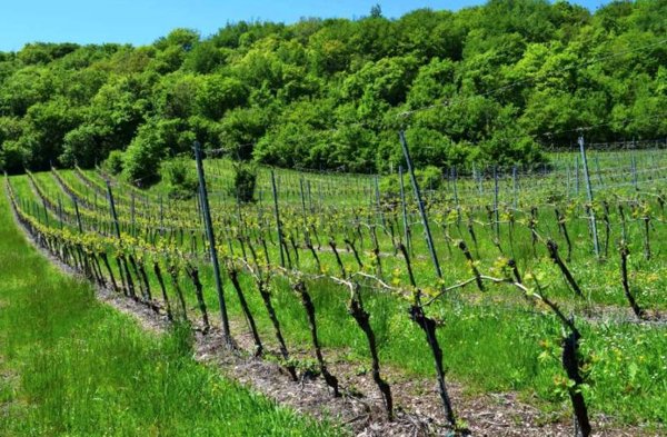 terreno agricolo in vendita a Cazzano di Tramigna