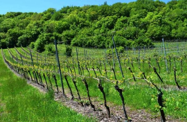 terreno agricolo in vendita a Cazzano di Tramigna