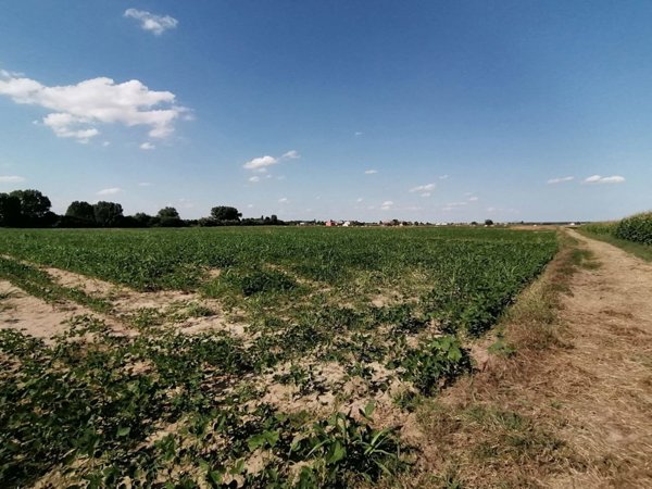terreno agricolo in vendita a Cerea