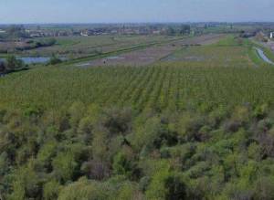 terreno agricolo in vendita a Cerea