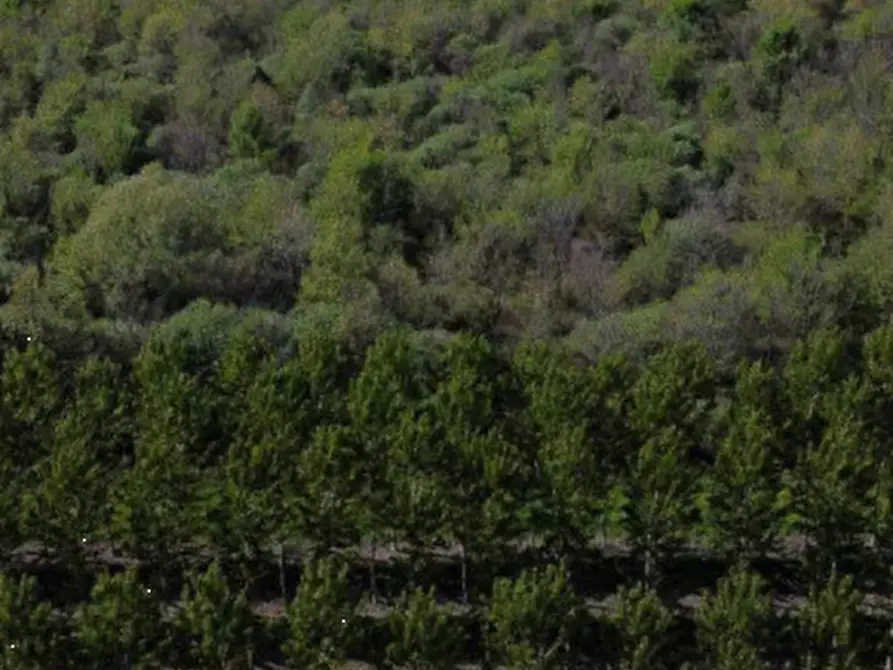 terreno agricolo in vendita a Cerea