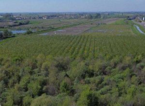 terreno agricolo in vendita a Cerea
