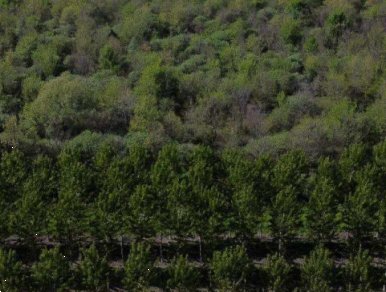 terreno agricolo in vendita a Cerea