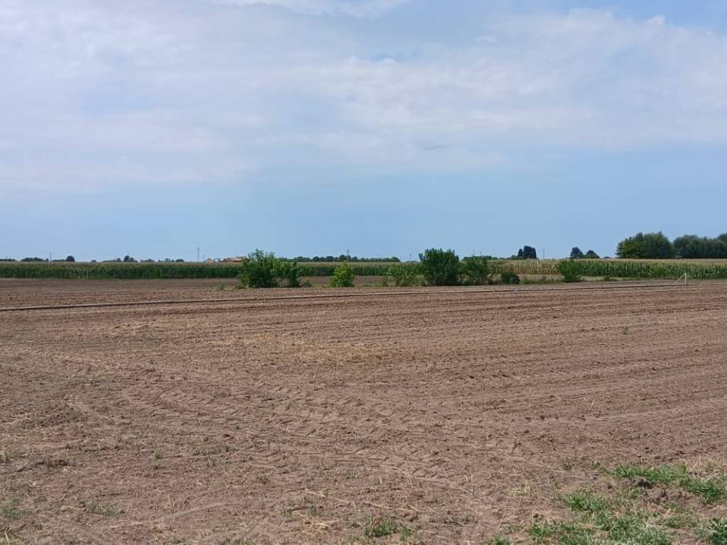 terreno agricolo in vendita a Cologna Veneta