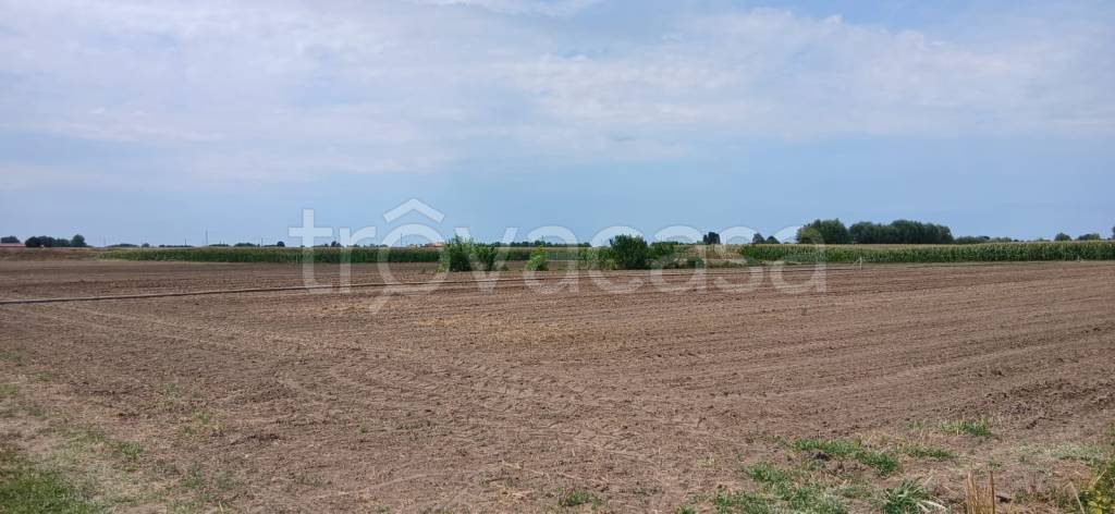 terreno agricolo in vendita a Cologna Veneta