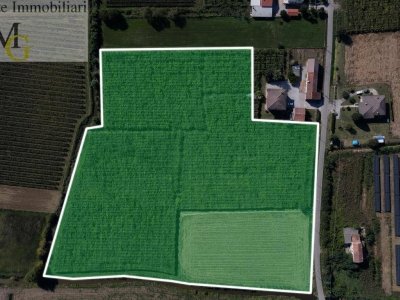 terreno agricolo in vendita a Cologna Veneta