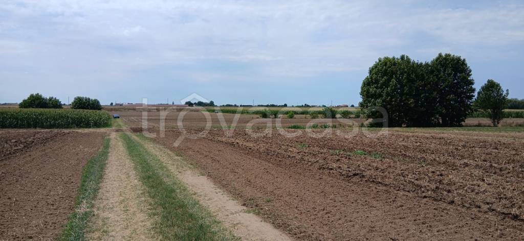 terreno agricolo in vendita a Cologna Veneta