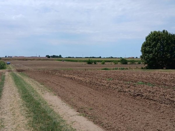 terreno agricolo in vendita a Cologna Veneta