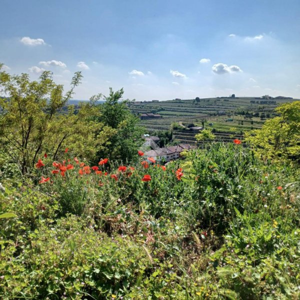 terreno agricolo in vendita a Colognola ai Colli