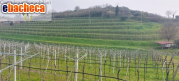 terreno agricolo in vendita a Colognola ai Colli