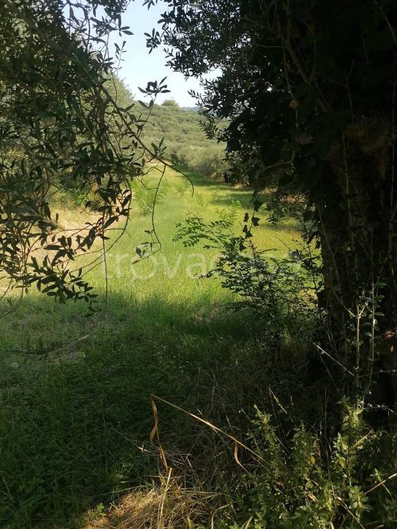 terreno agricolo in vendita a Colognola ai Colli