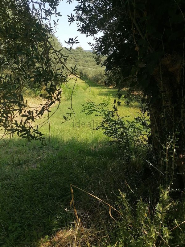 terreno agricolo in vendita a Colognola ai Colli