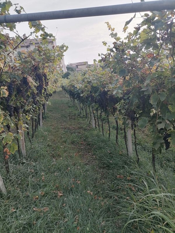 terreno agricolo in vendita a Colognola ai Colli