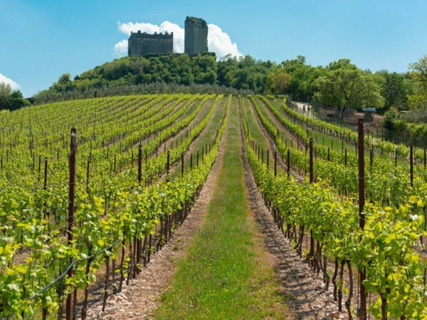 terreno agricolo in vendita a Colognola ai Colli