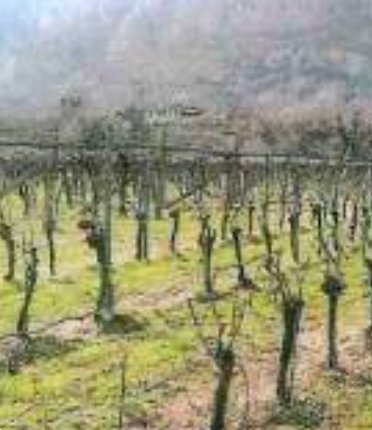 terreno agricolo in vendita a Dolcè