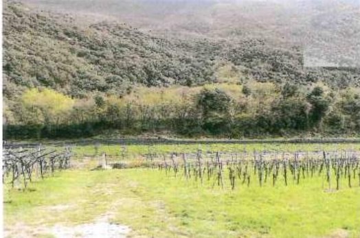 terreno edificabile in vendita a Dolcè