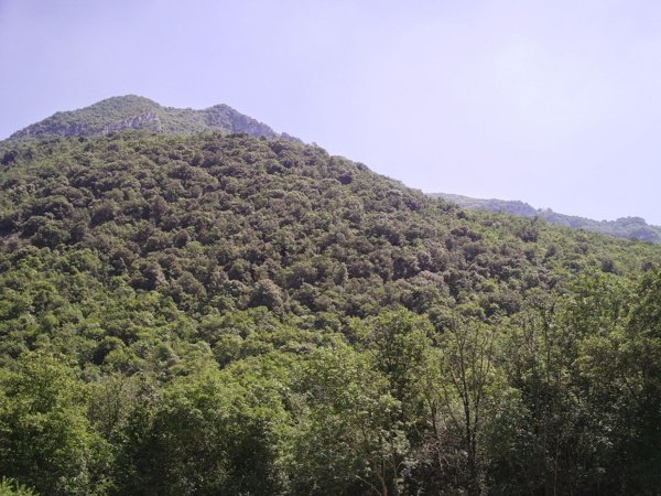 terreno agricolo in vendita a Dolcè