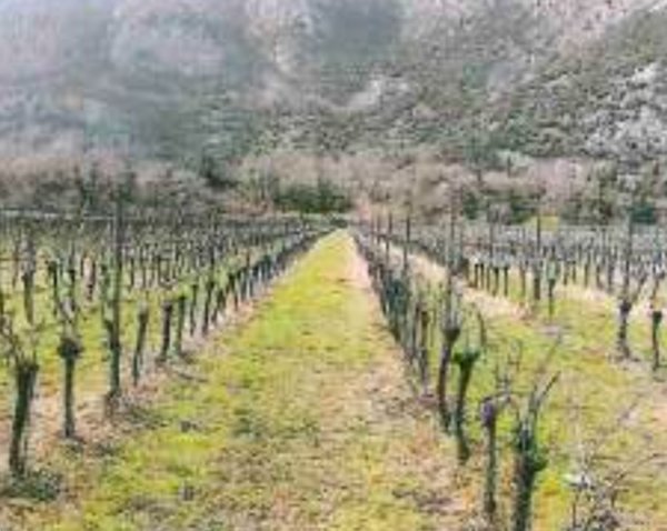 terreno agricolo in vendita a Dolcè