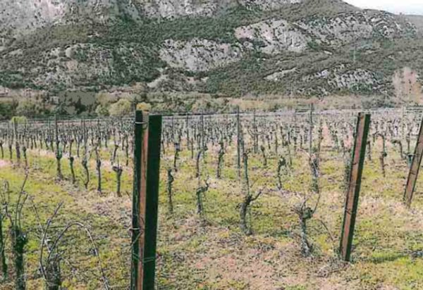 terreno agricolo in vendita a Dolcè