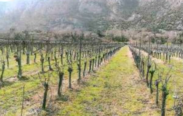 terreno agricolo in vendita a Dolcè