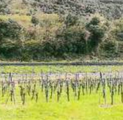 terreno agricolo in vendita a Dolcè