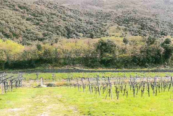 terreno agricolo in vendita a Dolcè