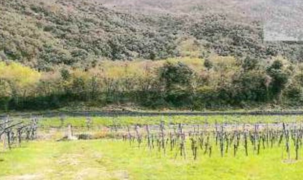 terreno agricolo in vendita a Dolcè