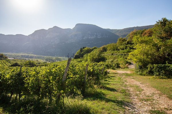 terreno in vendita a Dolcè