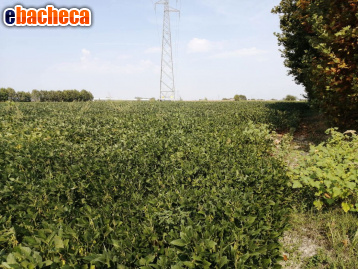 terreno edificabile in vendita a Gazzo Veronese in zona Maccacari