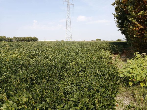 terreno edificabile in vendita a Gazzo Veronese in zona Maccacari
