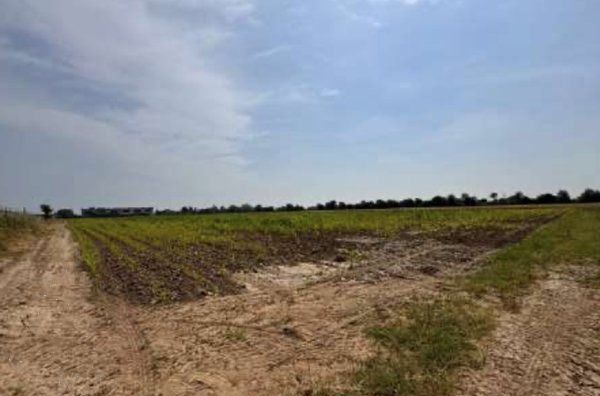 terreno agricolo in vendita a Gazzo Veronese