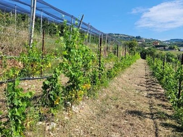 terreno in vendita a Grezzana in zona Rosaro