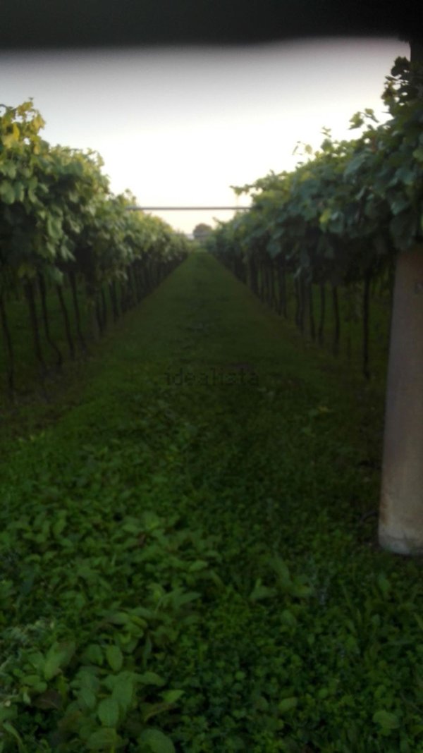 casa indipendente in vendita ad Illasi