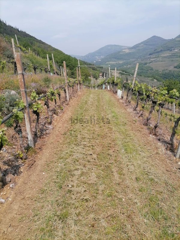 terreno agricolo in vendita ad Illasi