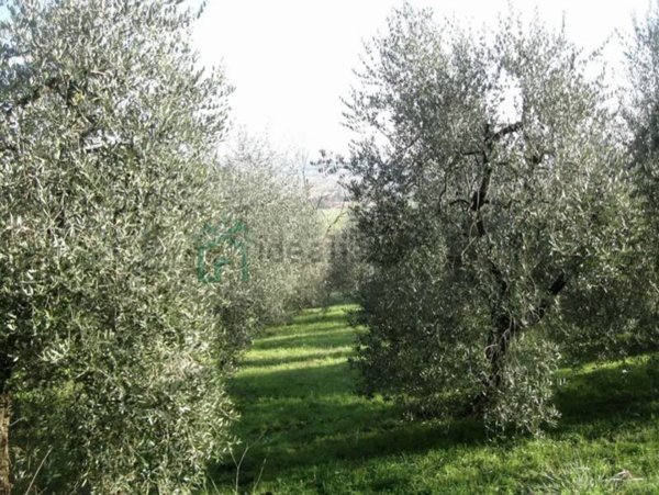 terreno agricolo in vendita ad Illasi