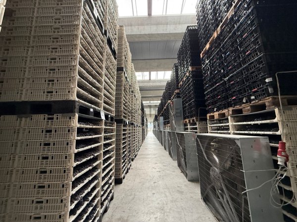 terreno edificabile in vendita ad Illasi