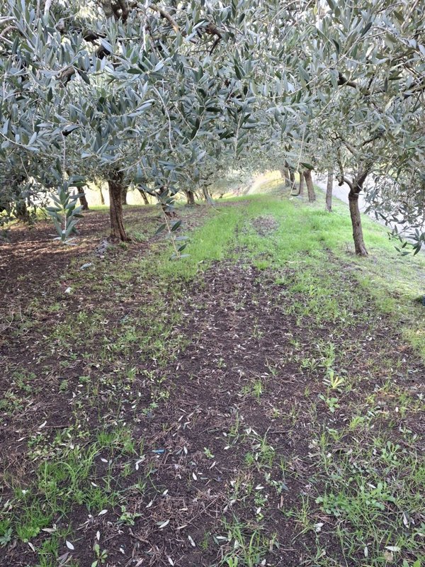 terreno in vendita ad Illasi in zona Cellore