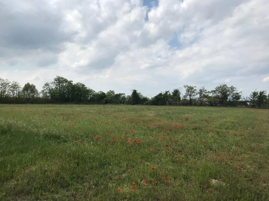 terreno agricolo in vendita ad Isola della Scala