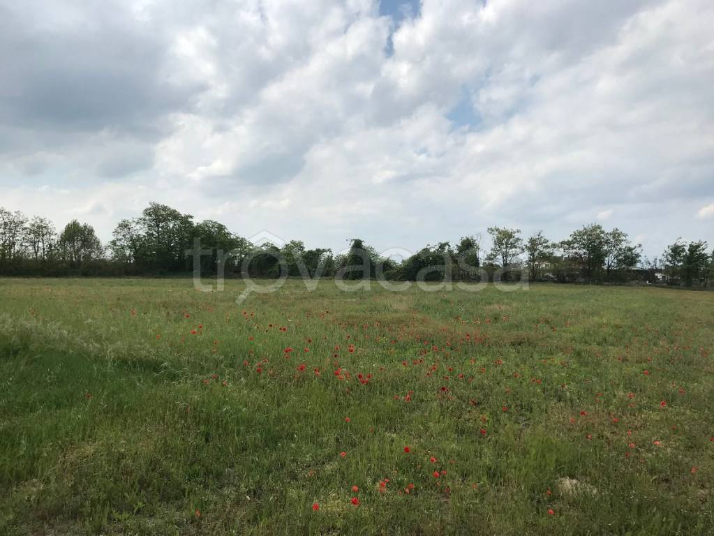terreno agricolo in vendita ad Isola della Scala