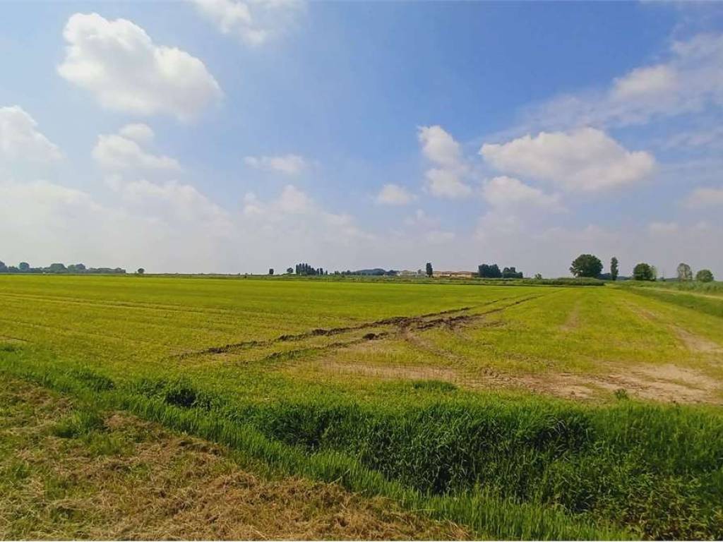 terreno agricolo in vendita ad Isola della Scala in zona Caselle